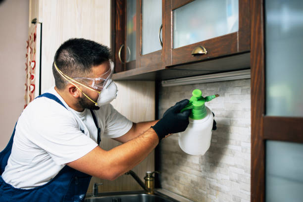 Reliable Stevensville, MD Pest Control Solutions