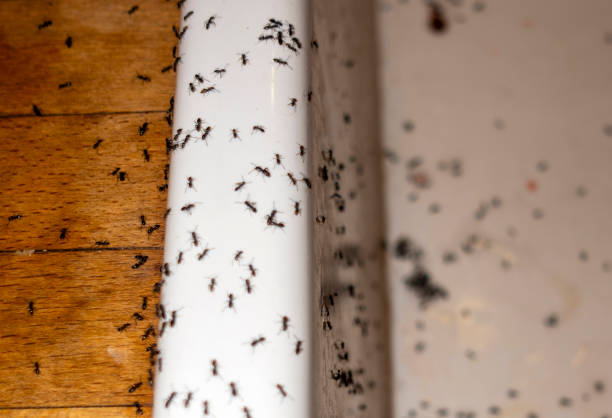 Best Termite Control Services  in Stevensville, MD