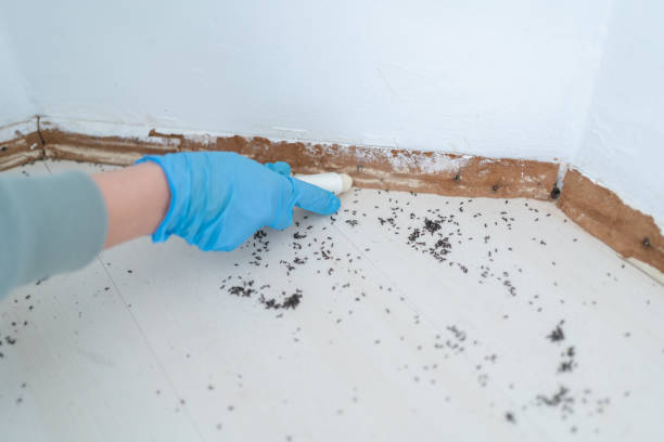 Best Residential Pest Control  in Stevensville, MD