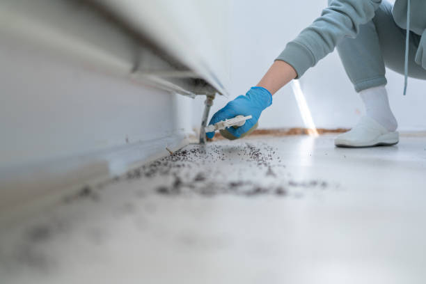 Best Affordable Pest Control Services  in Stevensville, MD